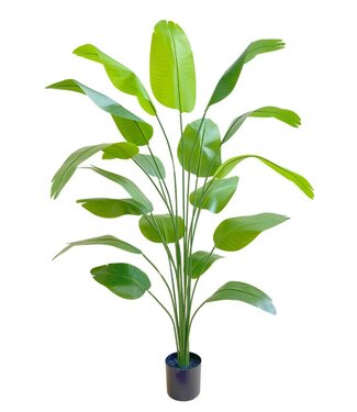 PrettyPlants Kunst Bananenplant 180cm