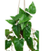 Anthurium Kunst Hangplant 95cm