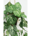Viola Kunst Hangplant 95cm
