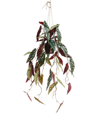 PrettyPlants Begonia Maculata Kunst Hangplant 95cm