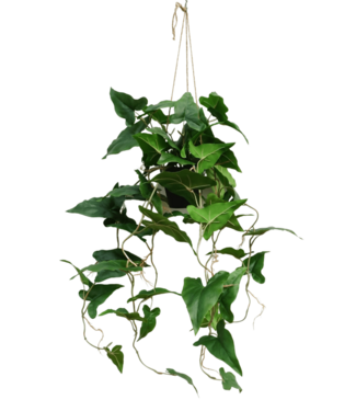 PrettyPlants Typhonium Kunst Hangplant 95cm