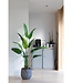 Strelitzia Kunstplant 160cm
