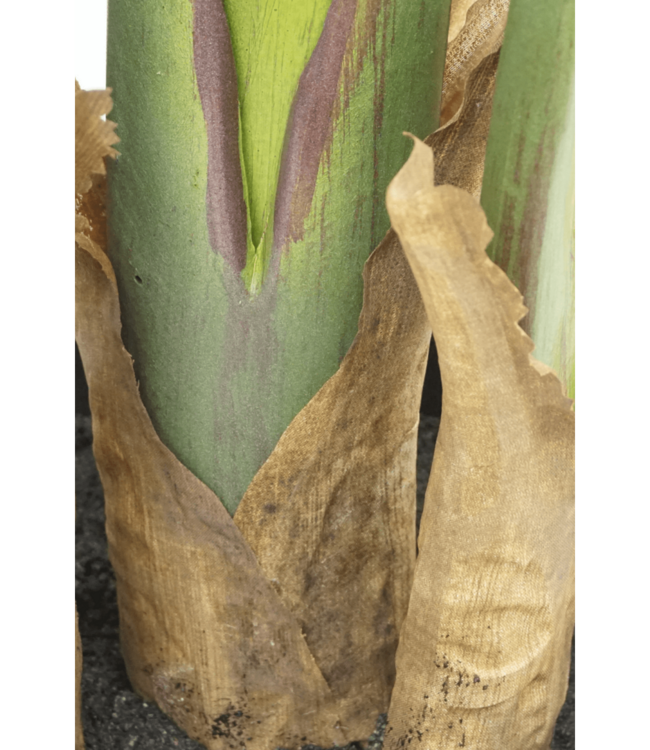 Strelitzia Kunstplant 160cm