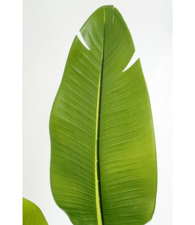 Strelitzia Kunstplant 160cm