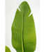 Strelitzia Kunstplant 160cm