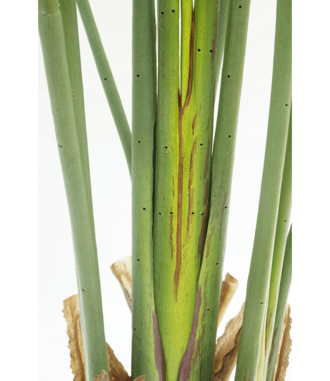 Strelitzia Kunstplant 160cm