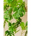 Monstera Kunst Hangplant 95cm