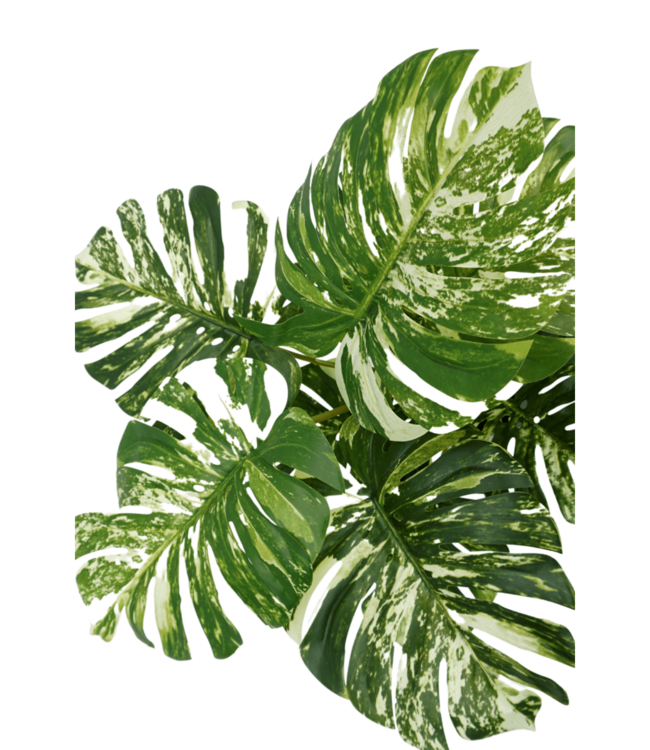 Monstera Kunstplant 75cm