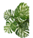 Monstera Kunstplant 75cm