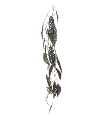 PrettyPlants Begonia Maculata Kunstslinger 120cm (Guirlande)