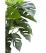 Monstera Kunstplant 65cm