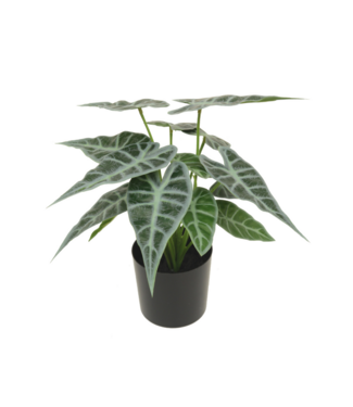 PrettyPlants Caladium Kunstplant 20cm