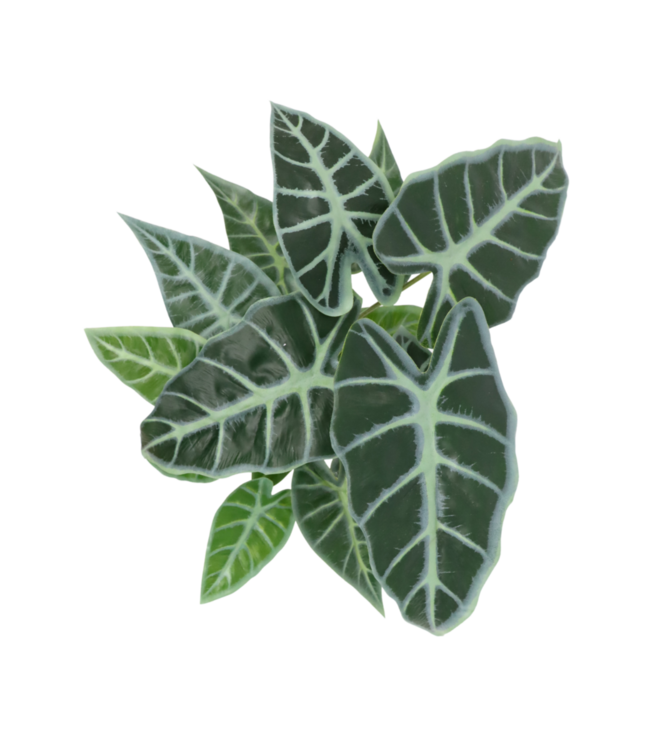 Caladium Kunstplant 38cm