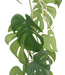 3st. Monstera Kunstslinger 120cm (Guirlande)