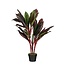 Mica Decorations Artificial Cordyline Plant - Red - H90 cm