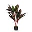 Mica Decorations Künstliche Cordyline - Rot - H90 cm