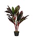 Kunstplant Cordyline Rood