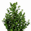 Mica Decorations Artificial Eucalyptus Tree - Green - H140 cm