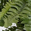 Mica Decorations Künstlicher Bostonfarn - Grün - H42 × Ø50 cm