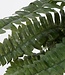 Kunstplant Boston fern Groen