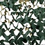 Schaduwdoek Camouflagedoek - Groen - 2x3 m