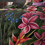 Milou 2 Groen 200 x 200/220