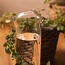 Plant Buddy - Design gieter van glas