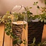 Plant Buddy - Design gieter van glas