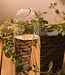 Plant Buddy - Design gieter van glas