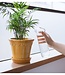 Plant Buddy - Design gieter van glas