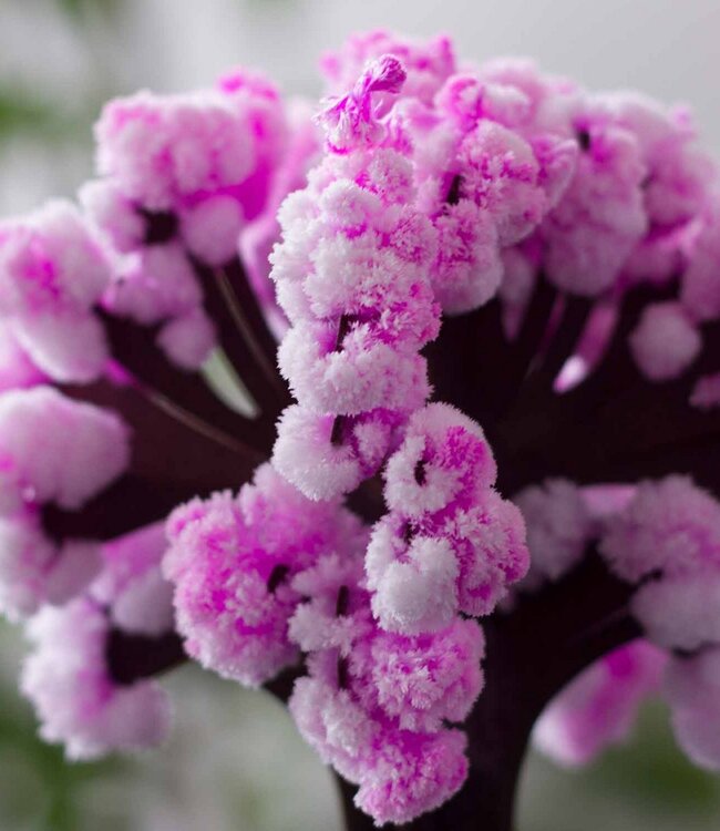 Mad Monkey - Magische Sakura fascinerende boom om te knutselen