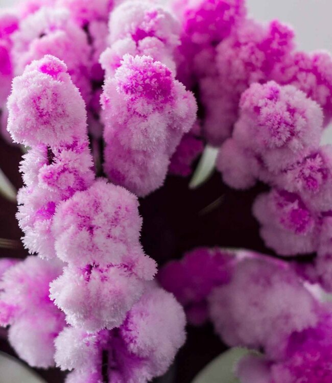 Mad Monkey - Magische Sakura fascinerende boom om te knutselen