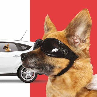 Mad Monkey Ride With a Dog - Raamsticker "Hond"