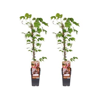 Koning Bamboe Parthenocissus Tricuspidata Veitch Boskoop plantenset 2 stuks 65 cm
