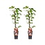 Parthenocissus Tricuspidata Veitch Boskoop plantenset 2 stuks 65 cm potmaat 15 cm