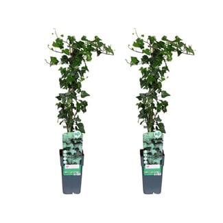 Koning Bamboe Hedera helix plant set 2 plants 65 cm