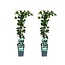 Hedera helix plantenset 2 stuks 65 cm potmaat 15 cm