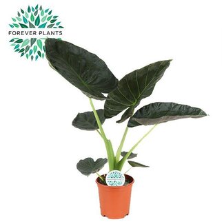 Koning Bamboe Alocasia Regal Shield kamerplant 90 cm