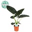 Alocasia Regal Shield kamerplant 90 cm potmaat 21 cm