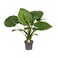 Alocasia Gageana California Zimmerpflanze 80 cm Topfmaß 21 cm