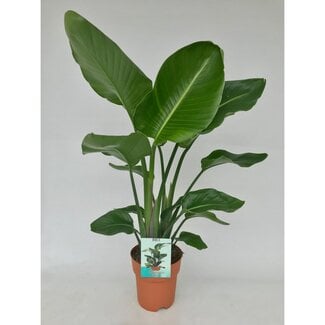 Koning Bamboe Strelitzia Nicolai houseplant 95 cm