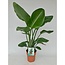 Strelitzia Nicolai kamerplant 95 cm potmaat 19 cm