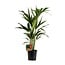 Howea Forsteriana kamerplant 100 cm potmaat 19 cm