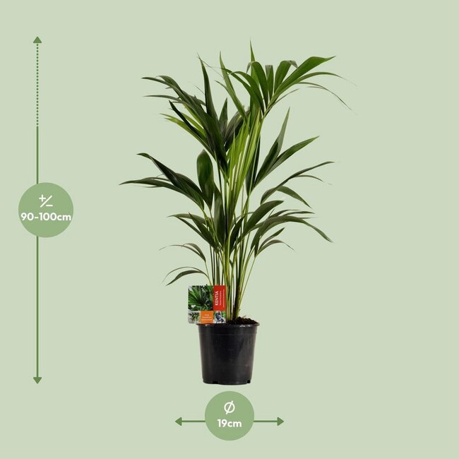 Howea Forsteriana houseplant 100 cm pot size 19 cm