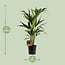 Howea Forsteriana houseplant 100 cm pot size 19 cm