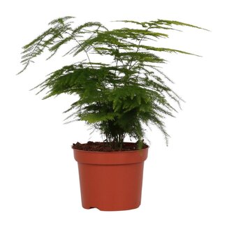 Koning Bamboe Asparagus Setaceus houseplant 35 cm