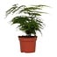 Asparagus Setaceus houseplant 35 cm pot size 12 cm