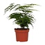 Asparagus Setaceus kamerplant 35 cm potmaat 12 cm
