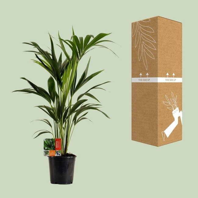 Howea Forsteriana houseplant 100 cm pot size 19 cm