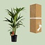 Howea Forsteriana kamerplant 100 cm potmaat 19 cm